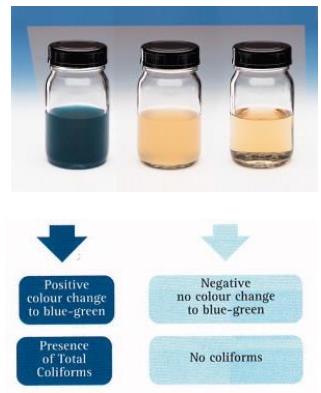 Readycult 대장균, 총대장균군 정성검사